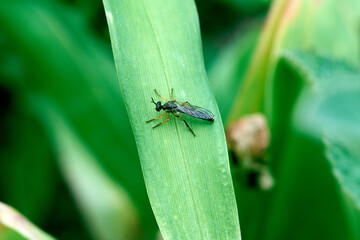 Fliege auf einem Blatt