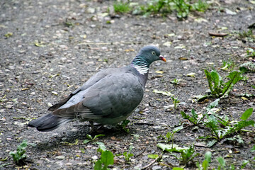 Forest pigeon whirlwind. A bird is looking for food in a city park.