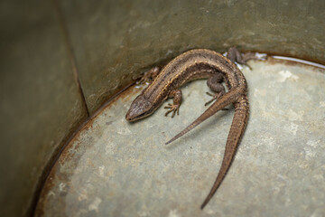 a viviparous lizard with two tails in a bucket