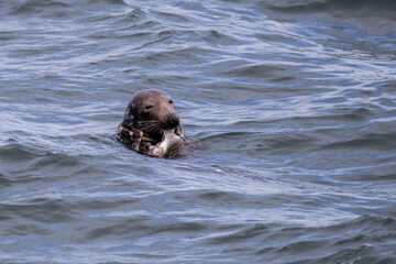 Fototapeta premium seal in water having snack