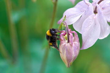 Hummel an einer Blüte