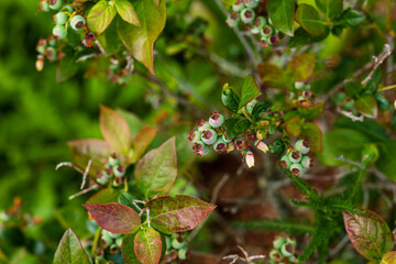 unreife schwarzbeeren in voller blühte