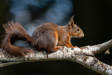 Garden Red Squirrel