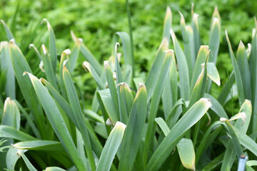 Obraz premium withered sick plant with big leafs closeup photo