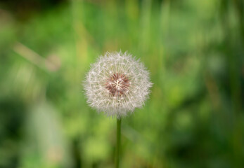 Big dandelion in the grass grows in spring
