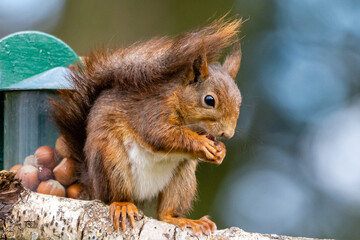 Fototapeta premium Garden Red Squirrel