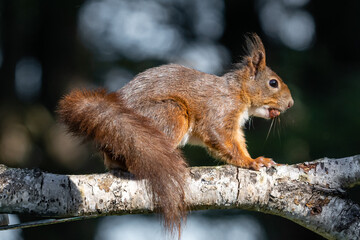 Naklejka na ściany i meble Garden Red Squirrel