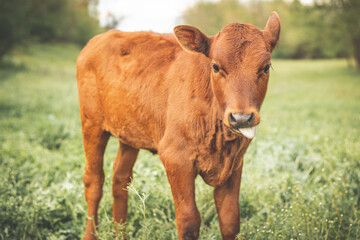 Red calf shows tongue and stands