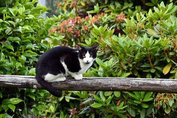 The young cat wanders in the backyard