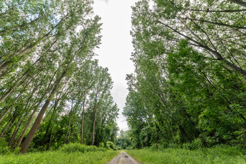 A dirt road through the woods