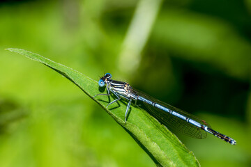 Blue dragonfly sitting on the nettle leaf