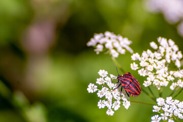 Stripped shield bug sitting on the white flowers.