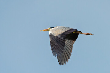 A Great Blue Heron Flying. A beautifully large wading bird flying high through the sky.