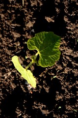 young small asparagus beans plant growing in the soil in the kitchen garden. Organic farm products, healthy food, vegetarian food.	