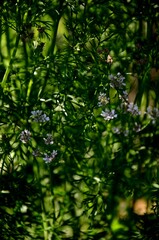 violet cilantro bloom on a background of green leaves, little wild flowers of cilantro spice growing in the soil in the garden on a farm. floral background 