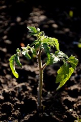 young small tomato plant growing in the soil in the kitchen garden. Organic farm products, healthy and vegetarian food.
