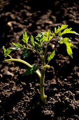 young small tomato plant growing in the soil in the kitchen garden. Organic farm products, healthy and vegetarian food.