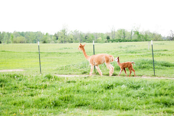 Cute alpaca with funny face on a farm on a summer day.  Domestic alpacas feeding and grazing on an alpaca  farm on the countryside with a beautiful green background.