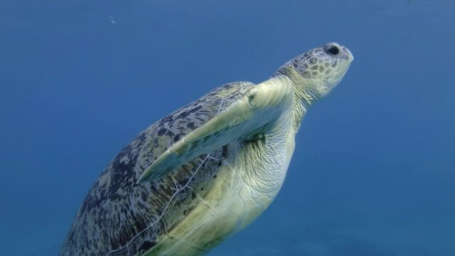 Closeup portrait of Sea turtle swims up in the blue water. Green Sea Turtle (Chelonia mydas), Red Sea, Egypt