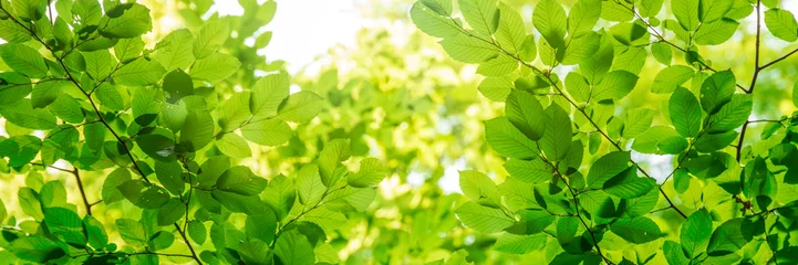 Keuken spatwand met foto Green tree leaves in sunlight, sunny spring day in the park © Mariusz Blach
