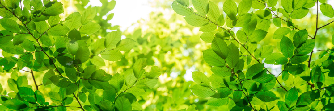 Fototapeta Green tree leaves in sunlight, sunny spring day in the park