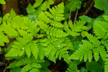 Green fern with raindrops. Fern in the forest after rain.