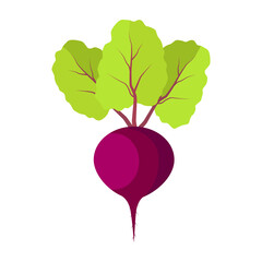 Beet with green leaves on white background. Vector red beet root.