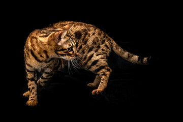 Magnifico esemplare di gatto bengala © Picchio