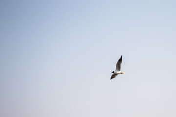Black-headed gull flies high in the sky