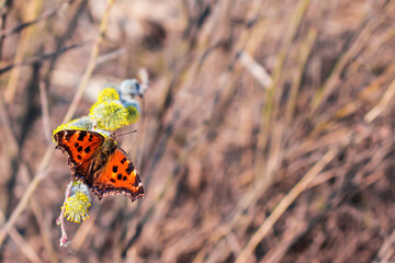 Butterfly sits on willow buds