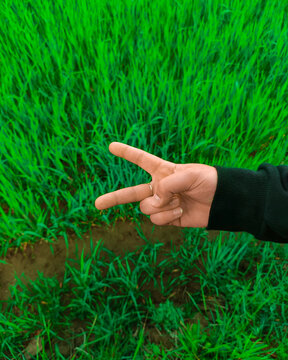 Ręka na tle kwitnącego pola