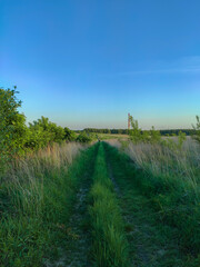 Droga pomiędzy polami prowadząca do lasu