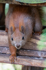 A sweet squirrel with dirty nose looking out of a birdhouse