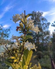 Białe kwiaty czereśni kwitnące wieczorem © Dominik