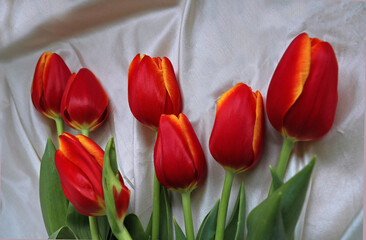 Red tulips on silk  background 