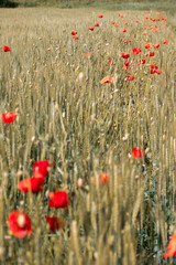Field with wheat and poppy flowers