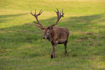 Red deer male with wide antlers. Deer herd leader.