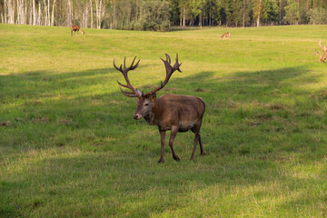 Naklejka na ściany i meble Red deer male with wide antlers. Deer herd leader.