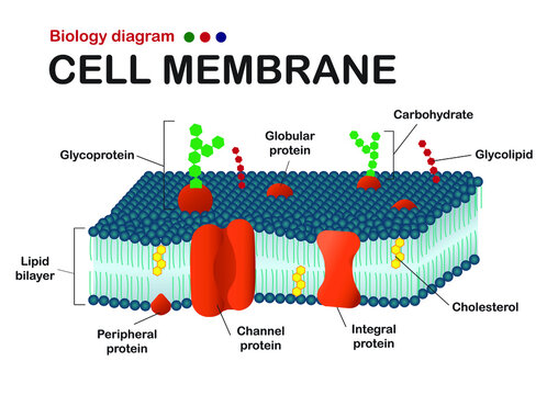 Biology diagram show structure of cell membrane (or plasma membrane)