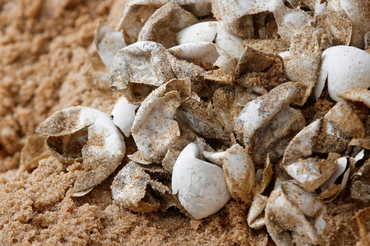Sea turtle eggs in nest at beach. Hatching of endangered specie protected. Hatchling, baby newborn in nature, vulnerable animal wildlife conservation. Close-up eggshell of reptile inside hole. 