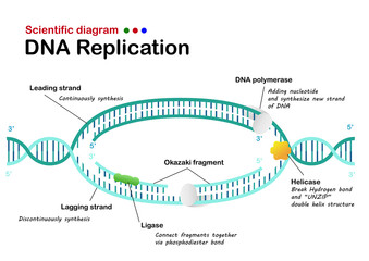 Biology info graphic show DNA replication in living organism