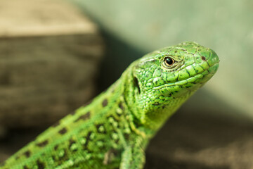 Portrait of the European green lizard (Lacerta agilis)