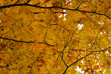 Autumn and fall forest landscape in Georgia.Autumn color leaves and trees.