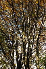 Autumn and fall forest landscape in Georgia.Autumn color leaves and trees.