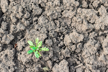 A single green sprout has grown in the soil. Unwanted plant, weed.