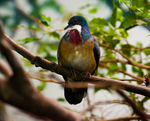 Obraz premium Mindanao bleeding-heart dove