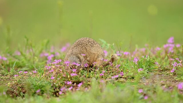 Cute European ground squirrel in the natural environment, feed, wildlife, close up, spring, among the flowers, Spermophilus citellus, Europe