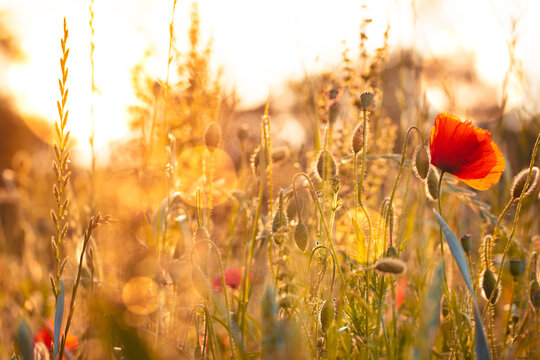 Mohnfeld - Mohnblume
