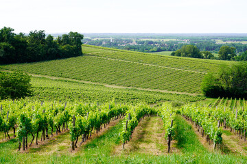 Fototapeta na wymiar Vineyard green summer landscape of Saint Emilion Bordeaux wine