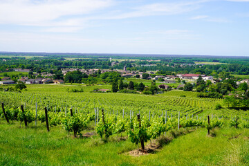 Fototapeta na wymiar Vineyards of Saint Emilion in Bordeaux wine country france
